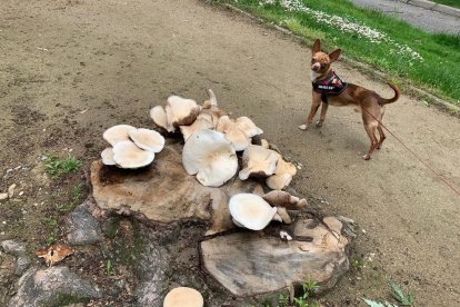 Arbres florits, camps verds i bon temps...ja és aquí la primavera!