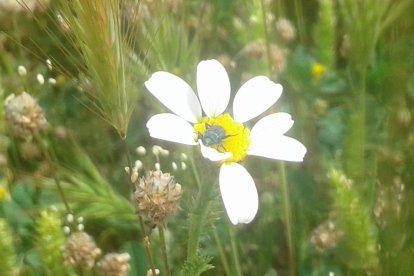 Elena Pruenca Llauger