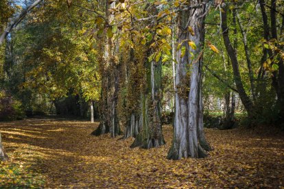 Les fulles cauen, arriba la boira i comença a fer fred...és la tardor!