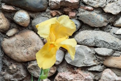 Arbres florits, camps verds i bon temps...ja és aquí la primavera!