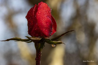 Arbres florits, camps verds i bon temps...ja és aquí la primavera!