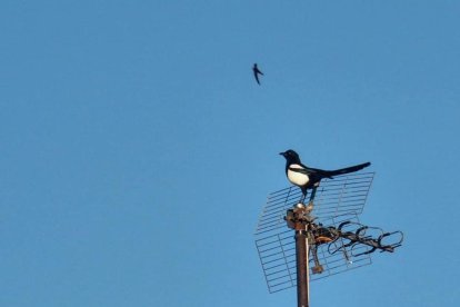 Arbres florits, camps verds i bon temps...ja és aquí la primavera!