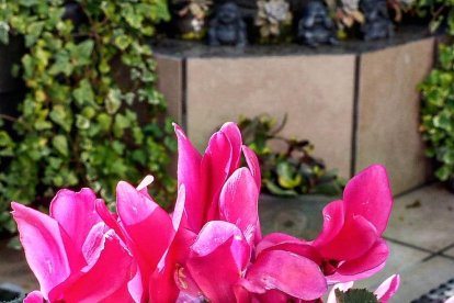 Arbres florits, camps verds i bon temps...ja és aquí la primavera!