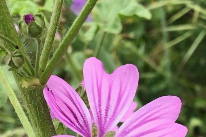 Arbres florits, camps verds i bon temps...ja és aquí la primavera!