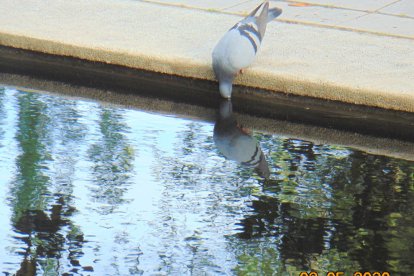Arbres florits, camps verds i bon temps...ja és aquí la primavera!
