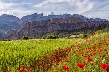Arbres florits, camps verds i bon temps...ja és aquí la primavera!