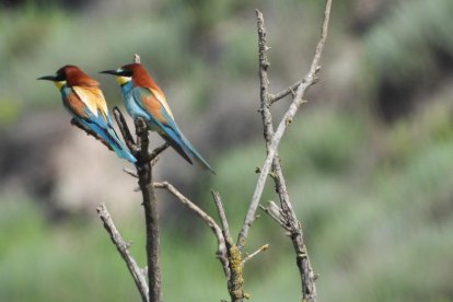 Arbres florits, camps verds i bon temps...ja és aquí la primavera!