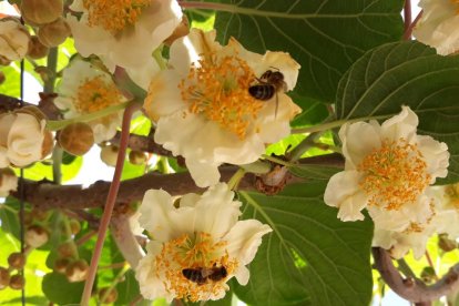 Arbres florits, camps verds i bon temps...ja és aquí la primavera!