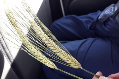 Arbres florits, camps verds i bon temps...ja és aquí la primavera!