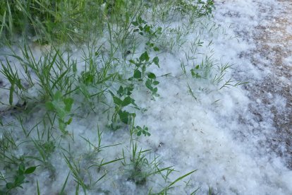Arbres florits, camps verds i bon temps...ja és aquí la primavera!