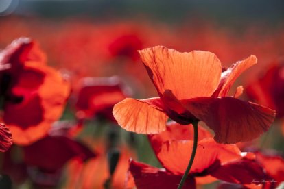 Arbres florits, camps verds i bon temps...ja és aquí la primavera!