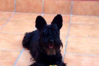Gossos, gats, canaris, iguanes,...presenta'ns a la teva mascota!