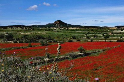 Arbres florits, camps verds i bon temps...ja és aquí la primavera!