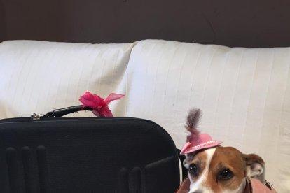Gossos, gats, canaris, iguanes,...presenta'ns a la teva mascota!