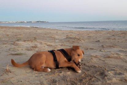 Gossos, gats, canaris, iguanes,...presenta'ns a la teva mascota!