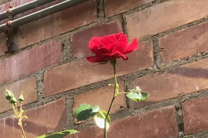 Arbres florits, camps verds i bon temps...ja és aquí la primavera!