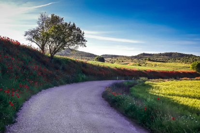 Arbres florits, camps verds i bon temps...ja és aquí la primavera!