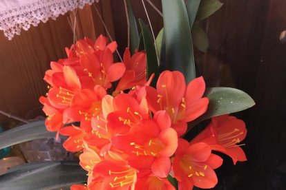 Arbres florits, camps verds i bon temps...ja és aquí la primavera!