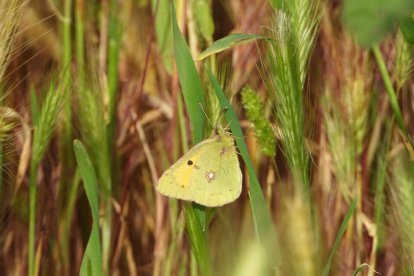 Arbres florits, camps verds i bon temps...ja és aquí la primavera!
