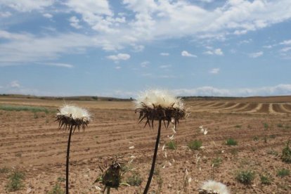 Envia'ns fotos relacionades amb l'estiu i guanya una estada a l'Hotel Estanys Blaus de Tavascan.