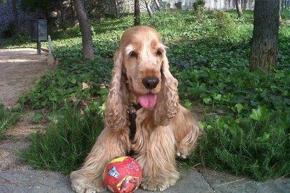 Gossos, gats, canaris, iguanes,...presenta'ns a la teva mascota!