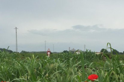 Arbres florits, camps verds i bon temps...ja és aquí la primavera!