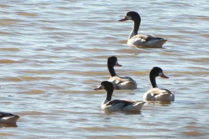 Envia'ns fotos relacionades amb l'estiu i guanya una estada a l'Hotel Estanys Blaus de Tavascan.
