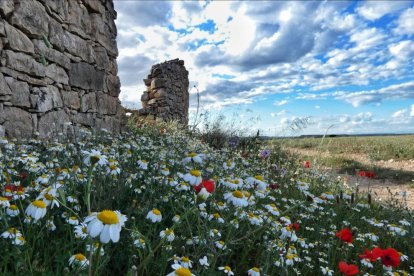 Arbres florits, camps verds i bon temps...ja és aquí la primavera!