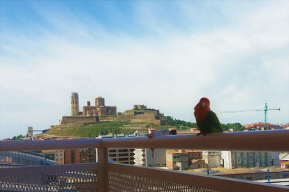 Arbres florits, camps verds i bon temps...ja és aquí la primavera!