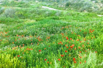 Berta Carné Abadias