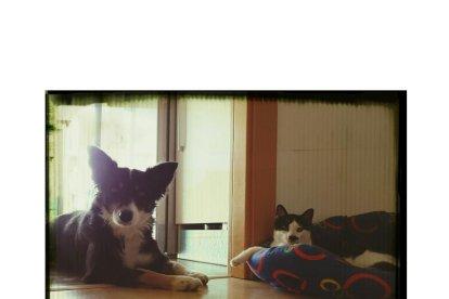 Gossos, gats, canaris, iguanes,...presenta'ns a la teva mascota!