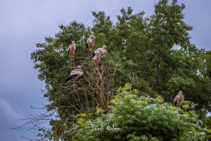 Arbres florits, camps verds i bon temps...ja és aquí la primavera!