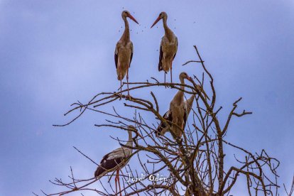 Arbres florits, camps verds i bon temps...ja és aquí la primavera!