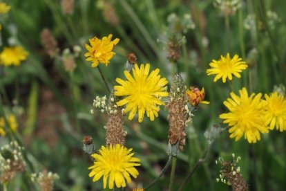 Arbres florits, camps verds i bon temps...ja és aquí la primavera!