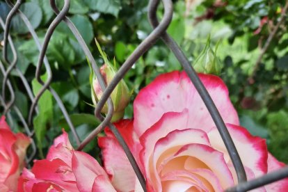 Arbres florits, camps verds i bon temps...ja és aquí la primavera!