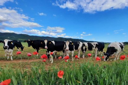 Arbres florits, camps verds i bon temps...ja és aquí la primavera!