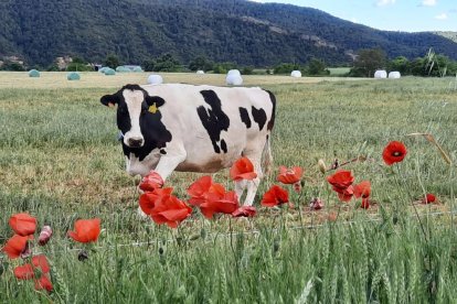 Arbres florits, camps verds i bon temps...ja és aquí la primavera!