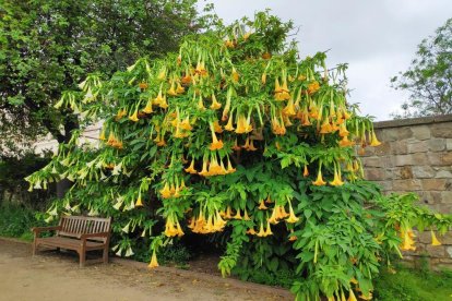 Arbres florits, camps verds i bon temps...ja és aquí la primavera!