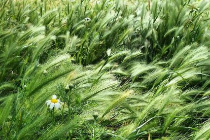 Arbres florits, camps verds i bon temps...ja és aquí la primavera!