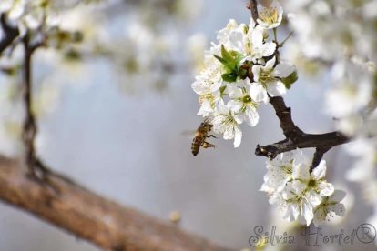 Arbres florits, camps verds i bon temps...ja és aquí la primavera!