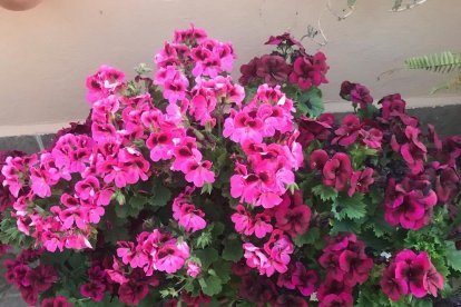 Arbres florits, camps verds i bon temps...ja és aquí la primavera!