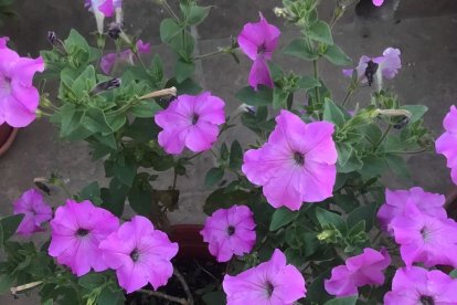 Arbres florits, camps verds i bon temps...ja és aquí la primavera!