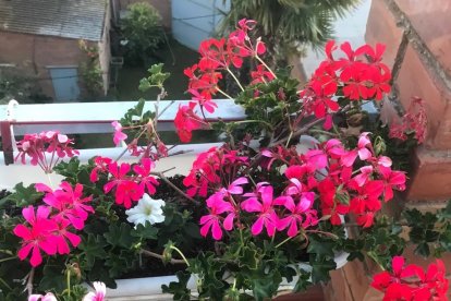 Arbres florits, camps verds i bon temps...ja és aquí la primavera!