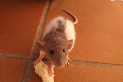 Gossos, gats, canaris, iguanes,...presenta'ns a la teva mascota!