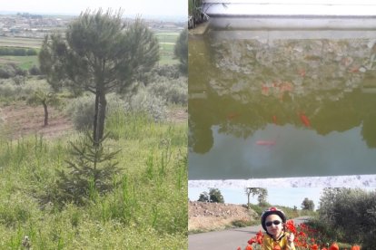 Arbres florits, camps verds i bon temps...ja és aquí la primavera!