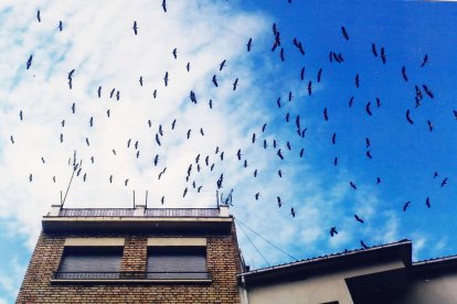 Arbres florits, camps verds i bon temps...ja és aquí la primavera!