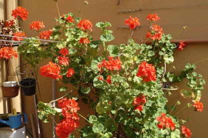 Arbres florits, camps verds i bon temps...ja és aquí la primavera!