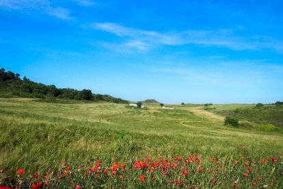 Arbres florits, camps verds i bon temps...ja és aquí la primavera!