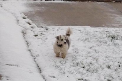 Gossos, gats, canaris, iguanes,...presenta'ns a la teva mascota!