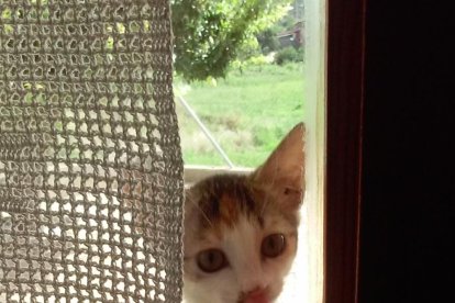 Gossos, gats, canaris, iguanes,...presenta'ns a la teva mascota!